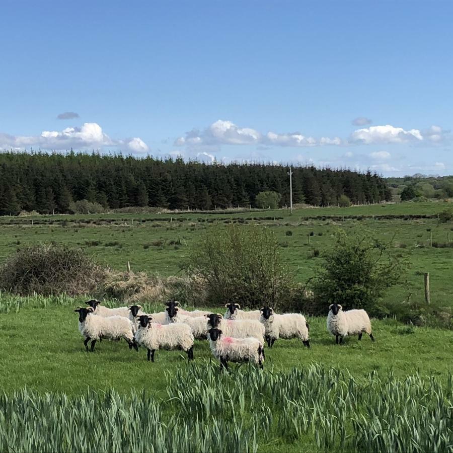 Thistledown - Ballina - Crossmolina - County Mayo - Sleeps 8 - Sister Property To Inglewood Exteriör bild